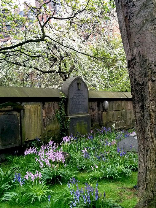 bluebells